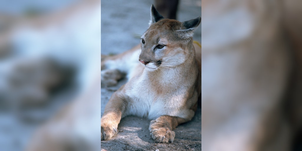 Pregnant Florida Panther Among 5 Cats Killed in July