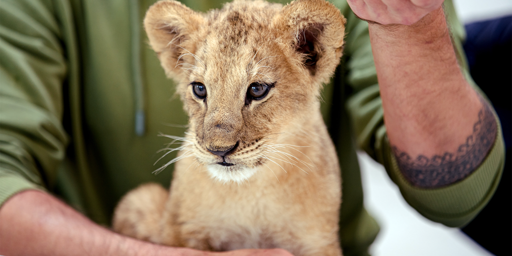 Lion cubs rescued from war-torn Ukraine arrive at Minnesota sanctuary to  begin new lives