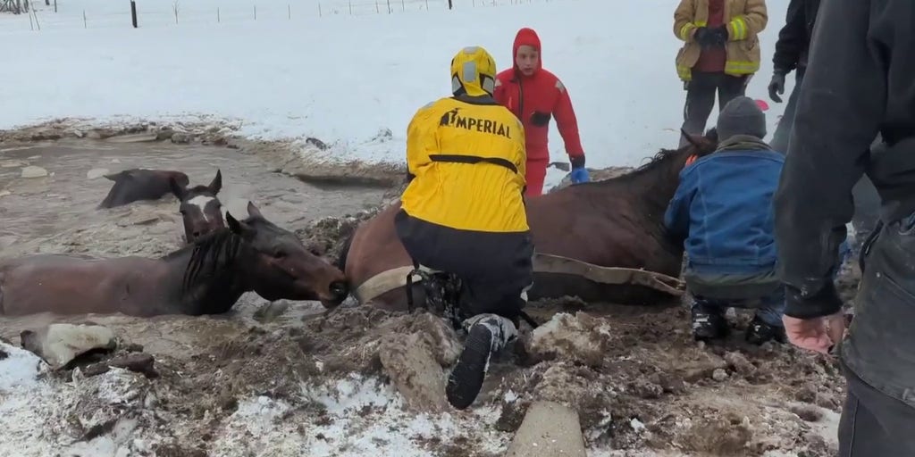 Watch Montana community heroically rescues horses trapped in deep, icy