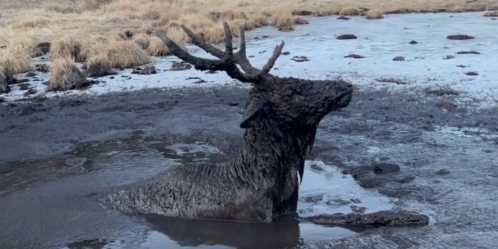 Watch: Young bull elk rescued from a deep mud hole in Colorado | Fox Weather
