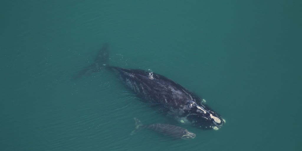 'Medusa’ spotted with first calf of the North Atlantic right whale ...