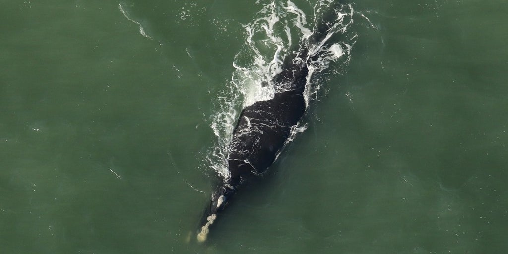 3 endangered right whale calves spotted off Southeast coast | Fox Weather