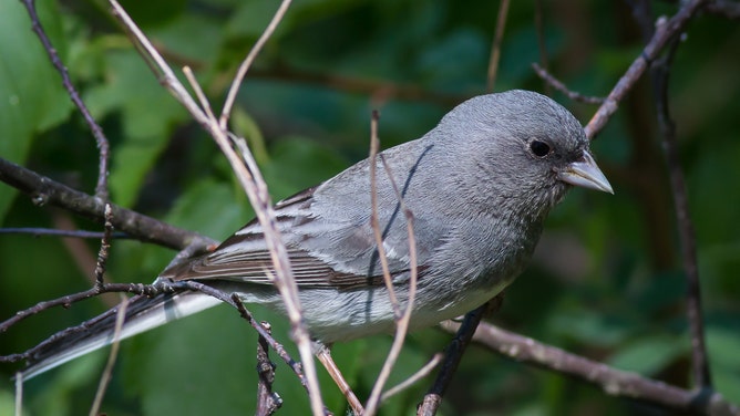 A Dark-eyed Junco perched among the branches of a tree. Warmer months often bring out the wildlife at Mount Rushmore.