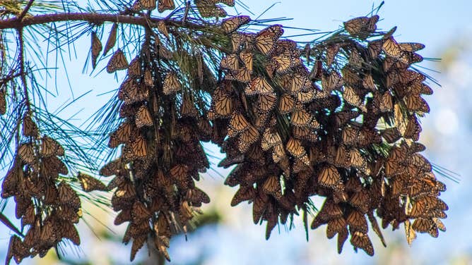 Western monarch butterflies spotted in Pacific Grove, California during the 2022 monarch Thanksgiving count.