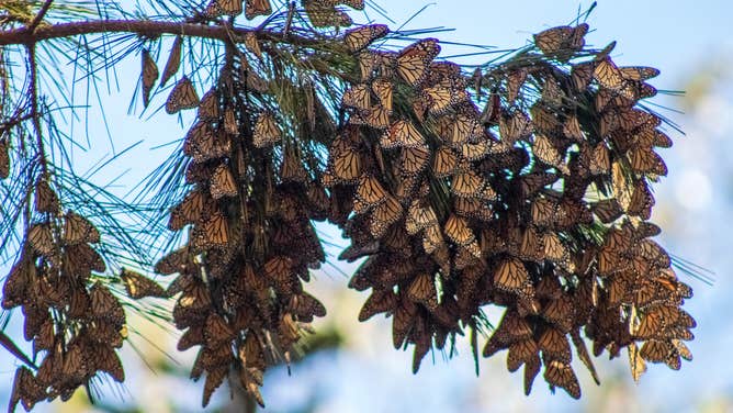 Western monarch butterflies spotted in Pacific Grove, California during the 2022 monarch Thanksgiving count. 