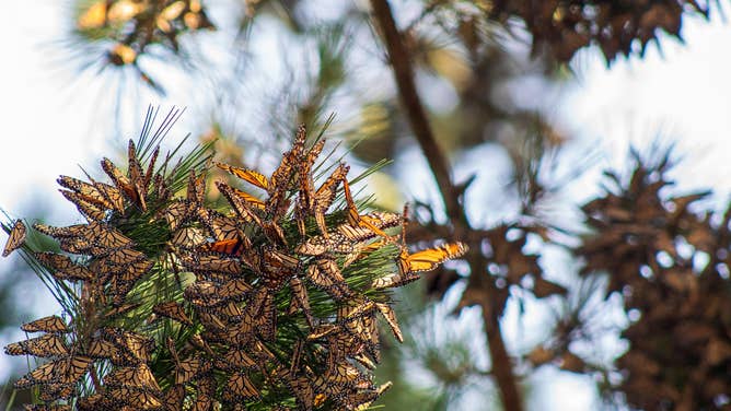 Western monarch butterflies spotted in Pacific Grove, California during the 2022 monarch Thanksgiving count.