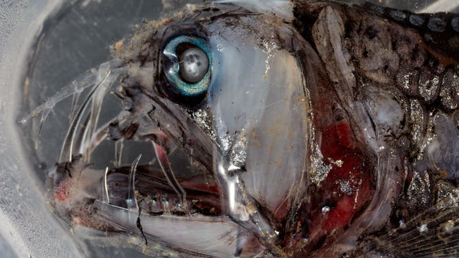 Never-before-seen fish found more than 3 miles under the sea