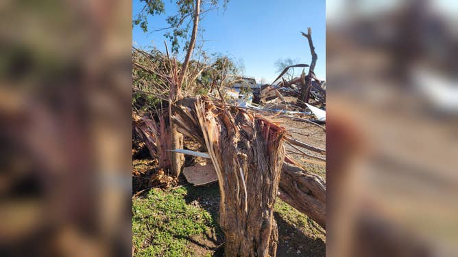 Trees shredded during a tornado in Wayne, OK on December 13, 2022.