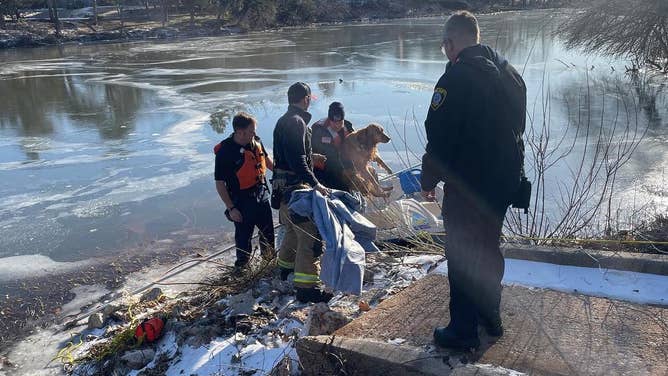 The rescued pup is brought onshore.