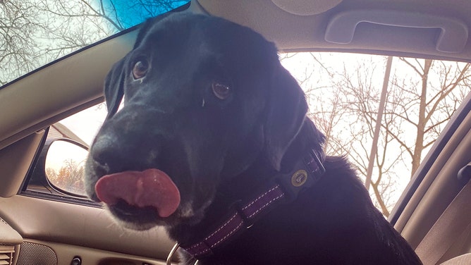 Black lab breathing sales heavy