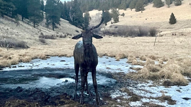 The young elk, covered head-to-toe in mud, soon after it was rescued from the mud hole.