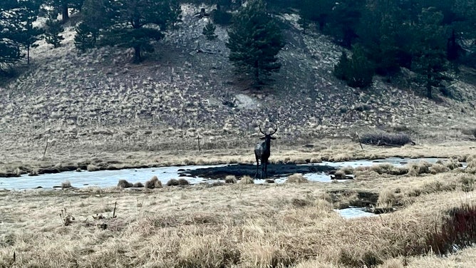 The stunned elk, soon after it was rescued from the mud hole.