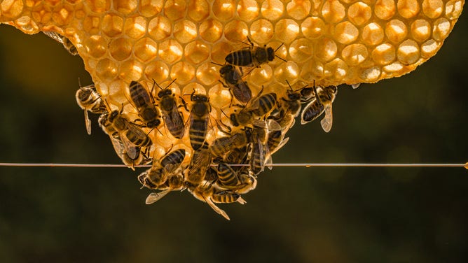 US approves world's first vaccine for bees, to protect against deadly disease