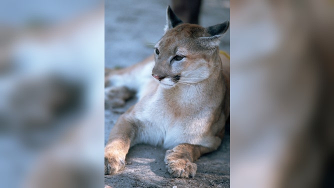 What is the silver lining of endangered Florida panther killed by a car?