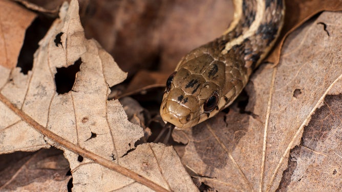 Close-up of the head of a garter snake on a pile of leaves.