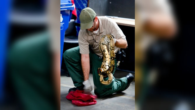 An animal control officer removes a 3- to 4-foot snake.