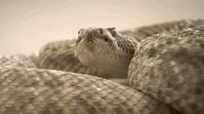 Slithering rattlesnake 