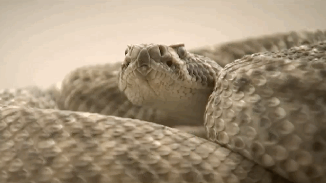 A Grass Snake Plays Dead on a Cold Autumn Day
