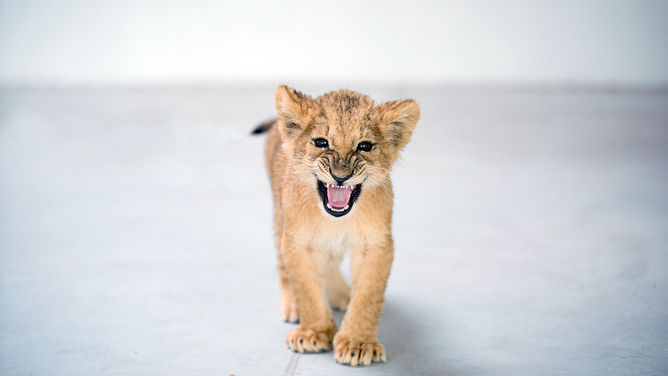 A lion cub rescued from the war in Ukraine at the Poznan Zoo.