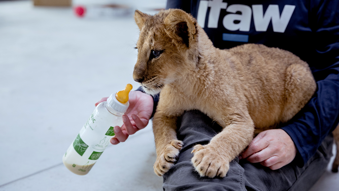 A lion cub rescued from the war in Ukraine drinks from a bottle at the Poznan Zoo.