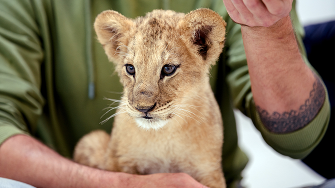 A lion cub at the Poznan Zoo.
