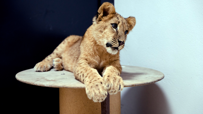 Prada the lion cub at the Poznan Zoo after her rescue from Ukraine.