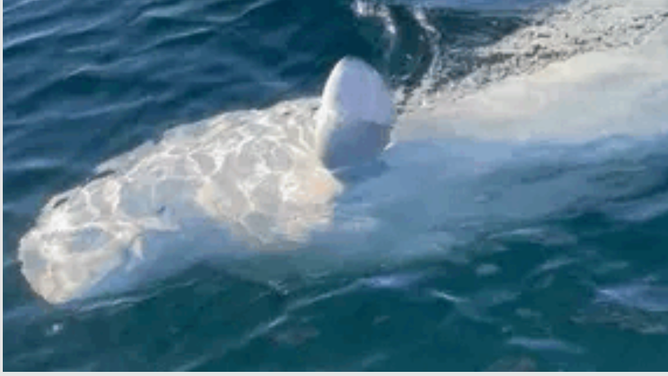 Beluga whale swims by a boat in ocean waving its fin like a high-five gesture 