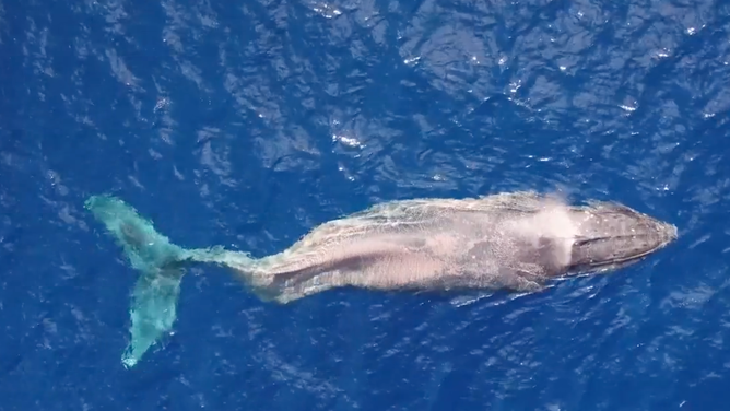 The humpback whale named Moon. Here, her broken spine can be seen as her profile is crooked near her tail.