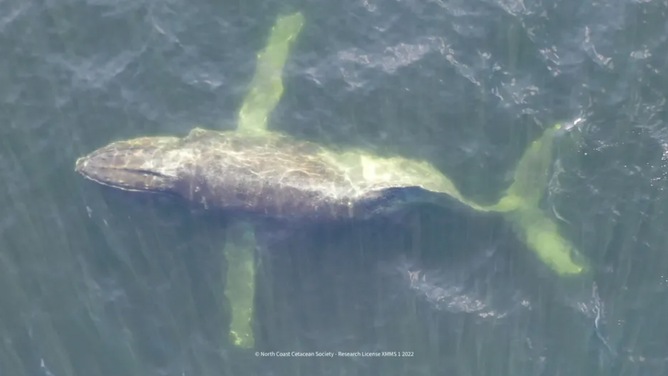 Image of Moon, a humpback whale with a broken spine.