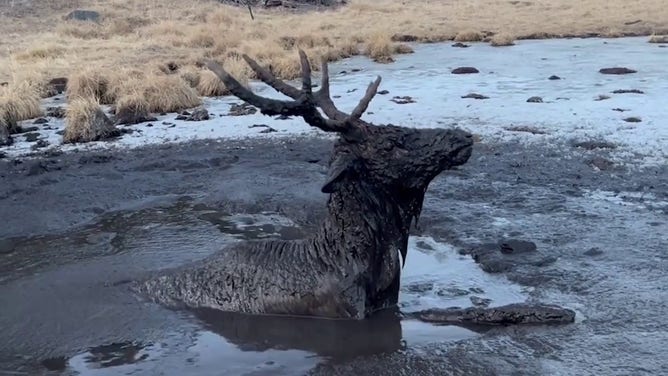 A young bull elk became stuck in a deep mud hole in Colorado on December 5, 2022.