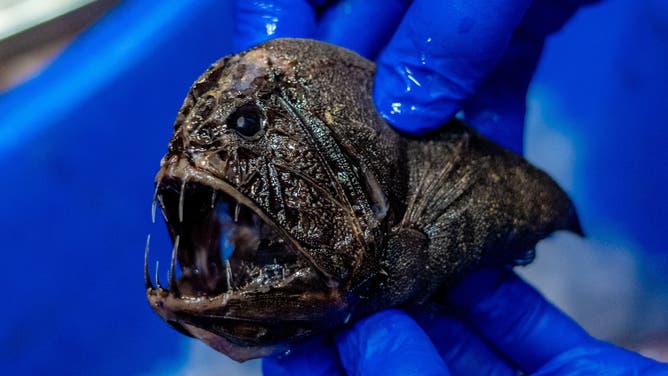 Kai the Fish Guy shows off strange deep-sea fishes found in the Indian  Ocean : Short Wave : NPR