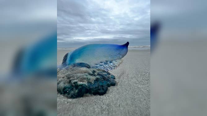 Bluebottle Jellyfish Are Washing Up On Beaches In Extreme Numbers