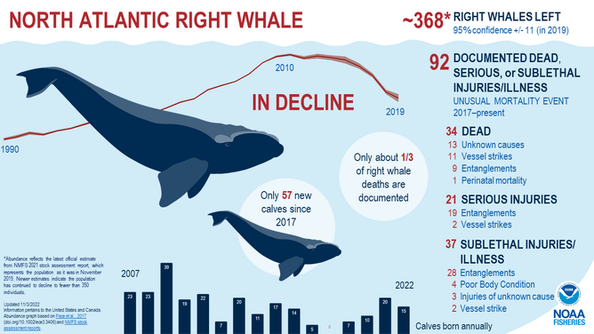 North Atlantic Right Whale