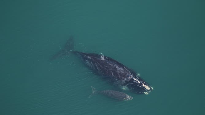 Mother and calf spotted off the coast of Georgia