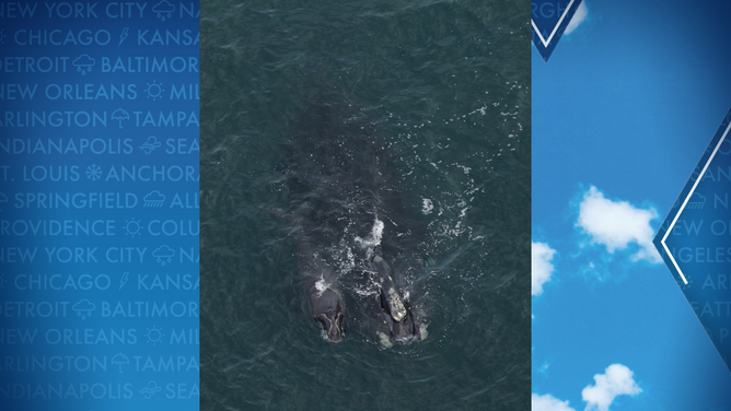 Right whale sighting