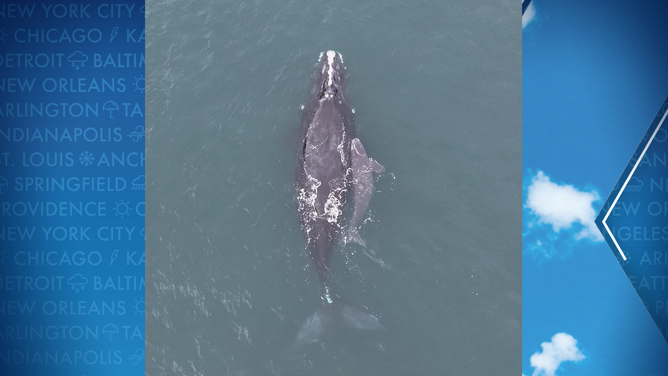Right whale