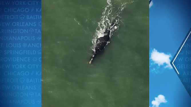 North Atlantic right whale