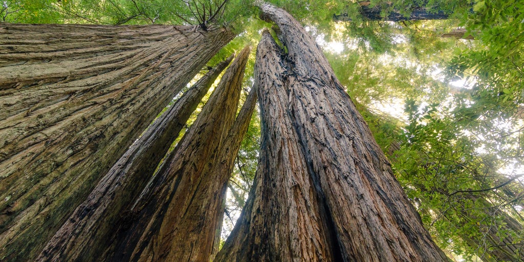 State of redwoods remains uncertain after historic storms in California