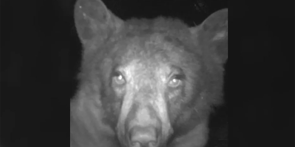 Bear Takes About 400 Selfies After Discovering Wildlife Camera In Colorado