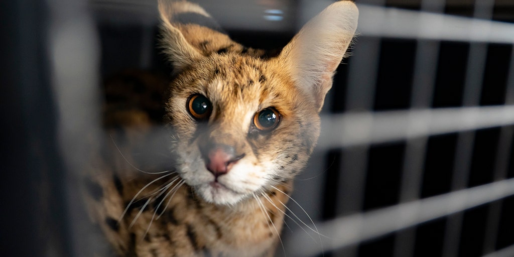 Missouri farmer traps ‘crazy-looking cat’ that turns out to be wild African serval