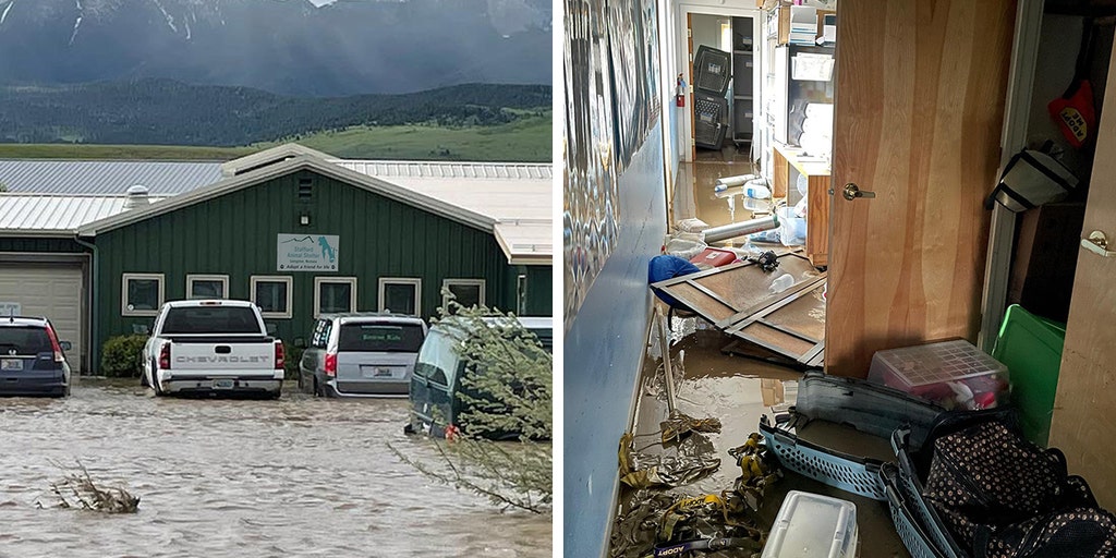 Montana animal shelter reopens 7 months after Yellowstone's historic