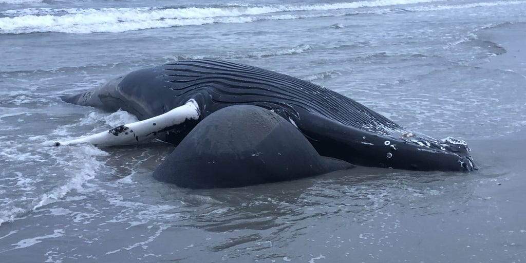 Calls grow for federal probe into whale deaths along Northeast beaches