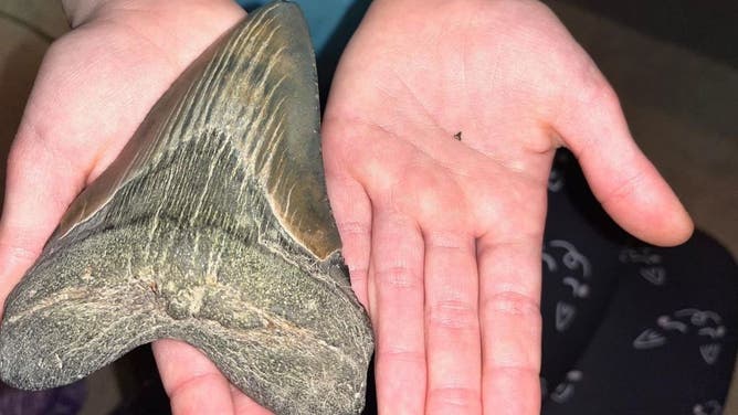 Molly Sampson holds the Megalodon shark tooth in one hand. In the other hand is a tiny back speck, which is the smallest shark tooth Molly has found on Calvert County beaches.