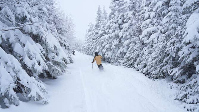 Skier moves between the trees at Wildcat Mountain Resort in New Hampsire.