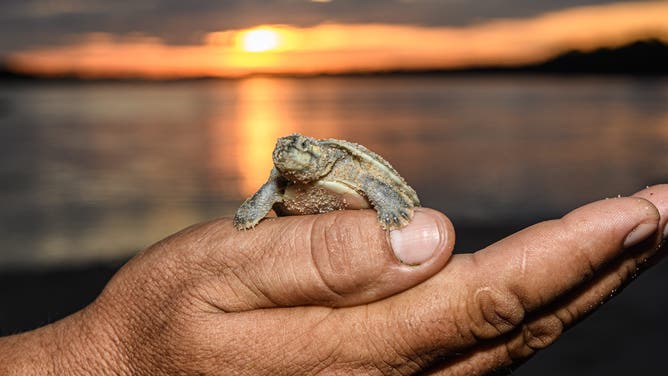 Annual hatching of Giant South American river turtles along the Guaporé/Inténez River in the Amazon.