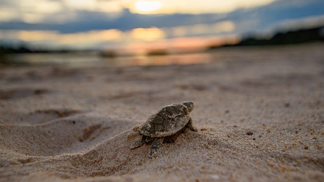 Annual hatching of Giant South American river turtles along the Guaporé/Inténez River in the Amazon.