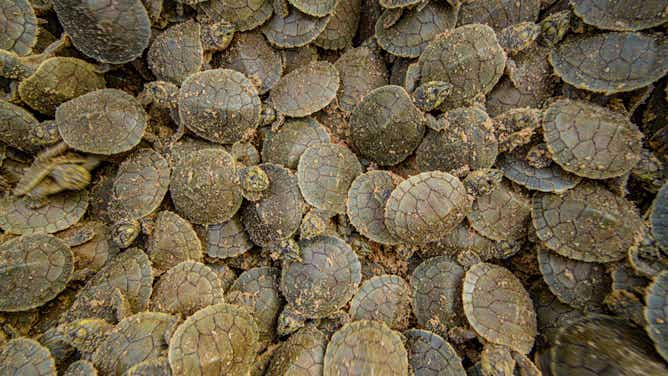 A pile of baby turtles during their hatching in the Amazon Basin.