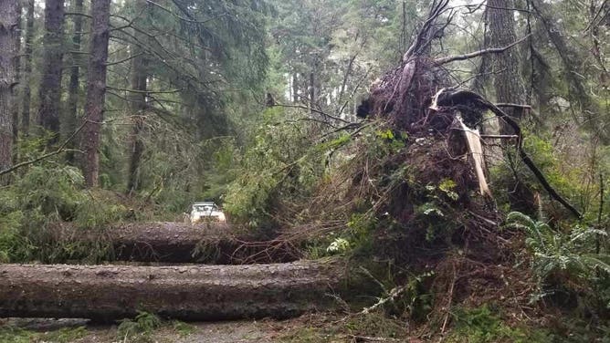 A tree that fell in Redwoods National and State Parks in northern California on January 6, 2023.