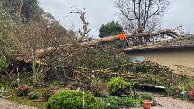In Castro Valley, as the rains came pouring down on Monday morning, Deanna Abrew woke up to the sound of a 170-foot tall eucalyptus tree crashing onto her in-law unit. Jan. 9, 2023