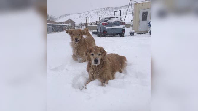 Two pups enjoyed the snow in Colorado on January 18, 2023.